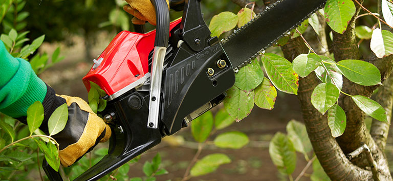Professional tree trimming service by Juan's Gardening